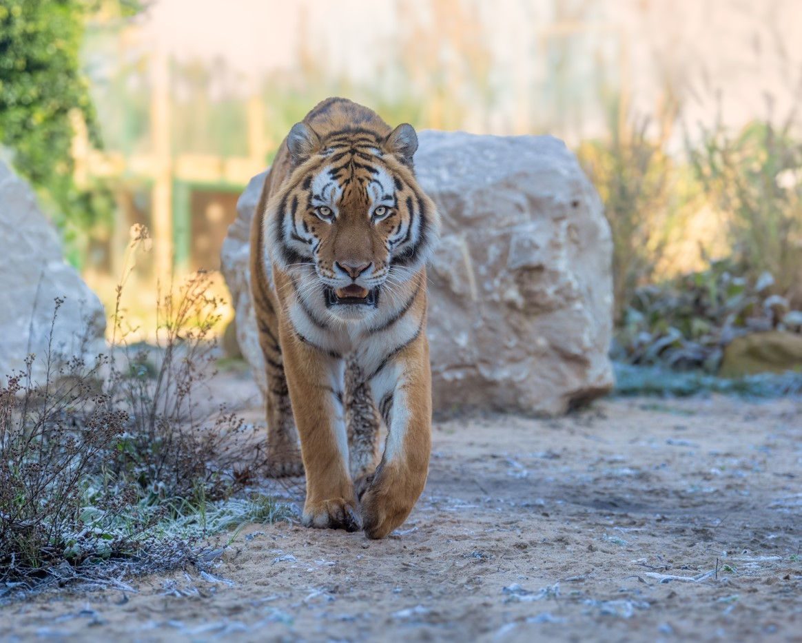 one-of-the-uk-s-top-animal-parks-blackpool-zoo